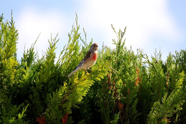 Bluthänfling im eigenen Garten in Landau (im Juni).