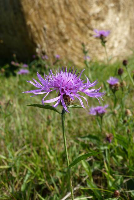Sommer - Wiesenflockenblume | Foto: Sabine Schnur