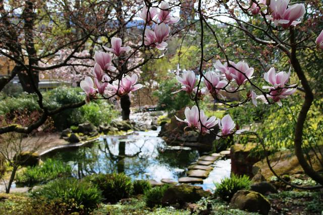 Frühling - Japanischer Garten, KL | Foto: Sabine Schnur