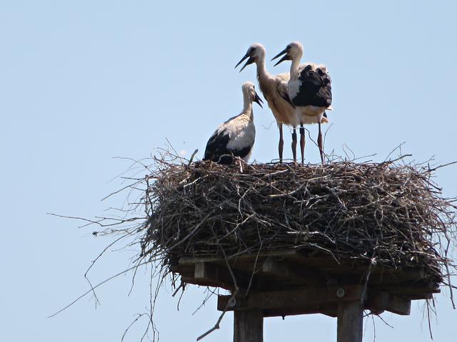 Warten auf Futter, Jungstörche in Böhl-Iggelheim | Foto: Brigitte Melder