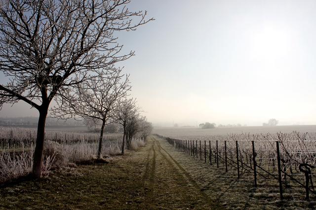 Nußdorfer Weinberge im Winter (im Januar).