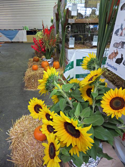 Schön herbstlich dekorierte Halle | Foto: Brigitte Melder