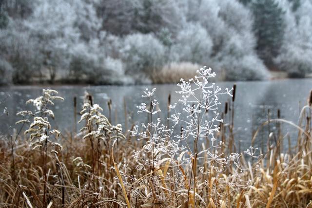 Winter - Vogelwoog, KL | Foto: Sabine Schnur