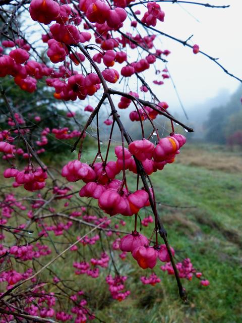 Herbst - Pfaffenhütchen | Foto: Sabine Schnur