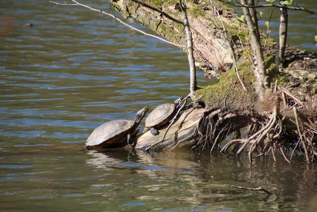 Sommer am Blechhammerweiher, KL | Foto: Sabine Schnur