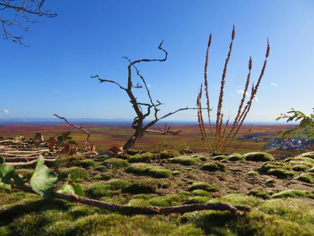 Von der Burg Battenberg über die Pfalz | Foto: Brigitte Melder