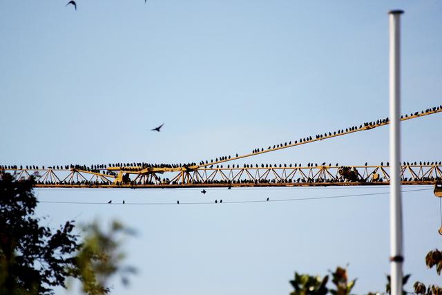Stare auf einem Kran in Nußdorf (im November).