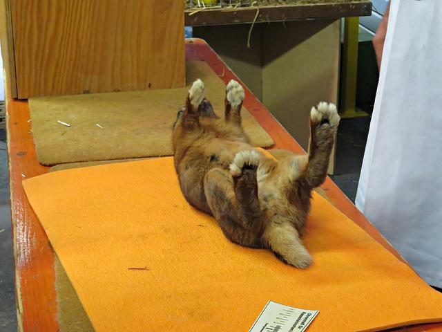 Nein, der ist nicht tot, auch wenn es so aussieht ;-) | Foto: Brigitte Melder