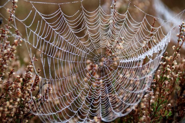 Herbst - Mehlinger Heide | Foto: Sabine Schnur