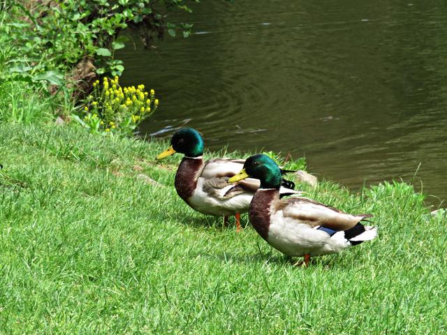 Enten am Meisenheimer Ufer | Foto: Brigitte Melder