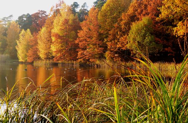 Herbst - Vogelwoogweiher, KL | Foto: Sabine Schnur