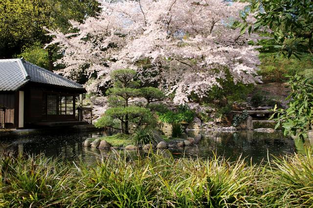 Frühling - Japanischer Garten, KL | Foto: Sabine Schnur