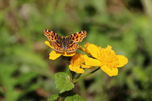 Sommer - Kaisermantel | Foto: Sabine Schnur