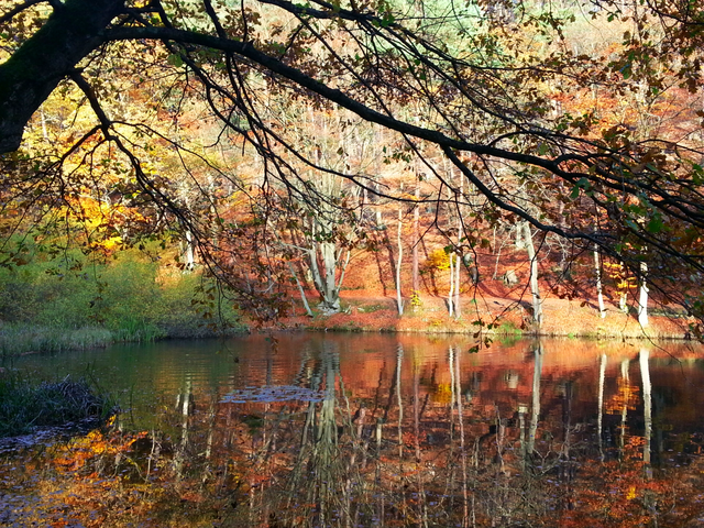 Herbst - Schallbrunner Tal, Kl | Foto: Sabine Schnur
