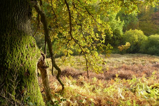 Herbst im Eselsbachtal , KL | Foto: Sabine Schnur