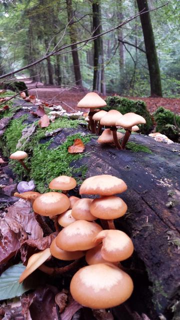 Herbst - Stochschwämmchen | Foto: Sabine Schnur