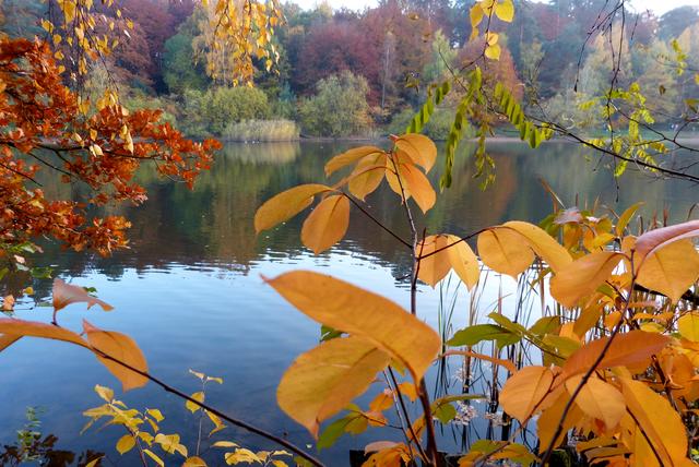 Herbst - Vogelwoogweiher, Kl | Foto: Sabine Schnur