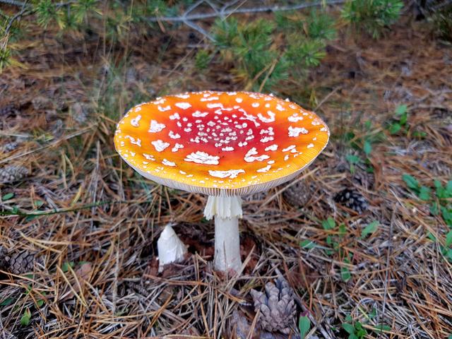 Herbst - Fliegenpilz in der Mehlinger Heide | Foto: Sabine Schnur