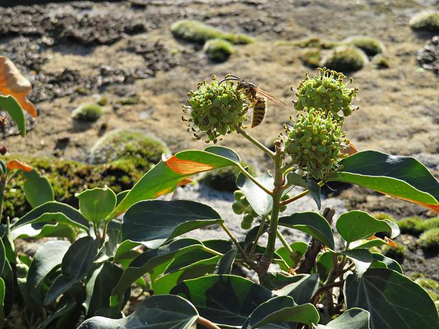 Auf der Burg Battenberg auf Nahrungssuche | Foto: Brigitte Melder