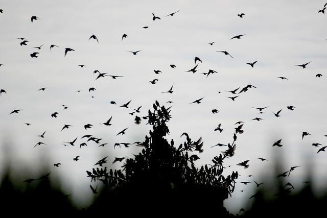Stare bei ihrem Abflug in Nußdorf (im November).