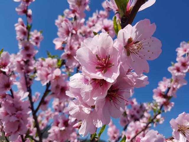 Frühling - Maldelblütern in Gimmeldingen | Foto: Sabine Schnur