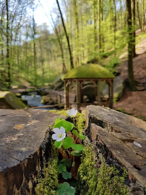 Frühling - Karlstalschlucht bei Trippstadt | Foto: Sabine Schnur