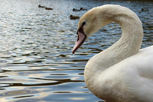 Sommer - "Sissi" , Vogelwoog | Foto: Sabine Schnur