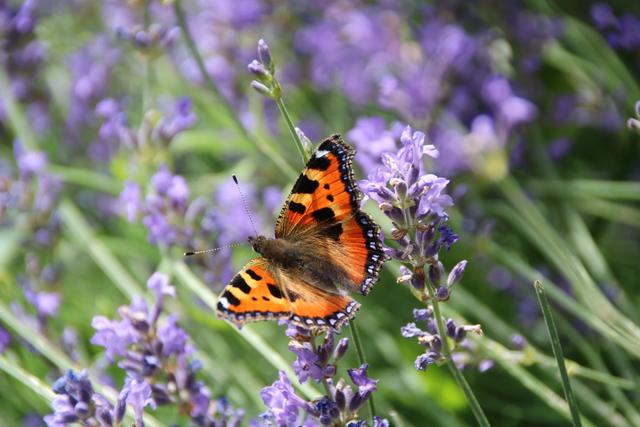 Sommer - Kleiner Fuchs am Lavendel | Foto: Sabine Schnur