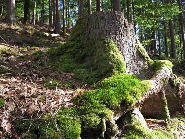 Ausflug ins Stille Tal - Ohne Moos nix los | Foto: Brigitte Melder