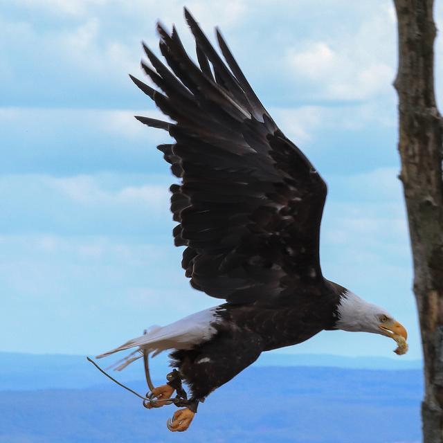 Der Weisskopfseeadler vom Wildpark Potzberg - August 2019