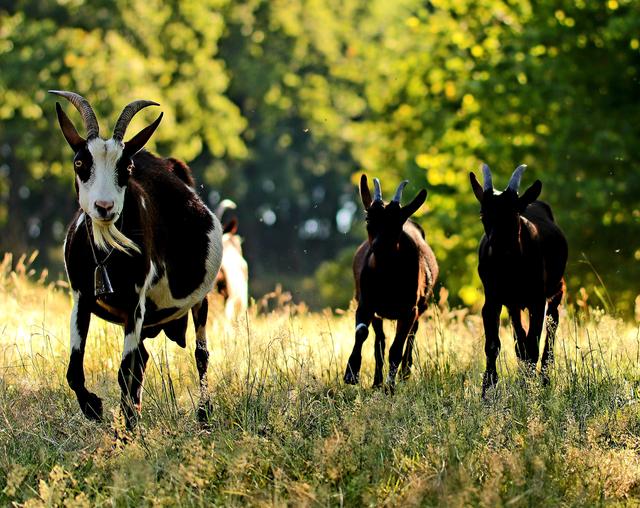 Schweddelbacher Ziegen in Action / Juli 2019