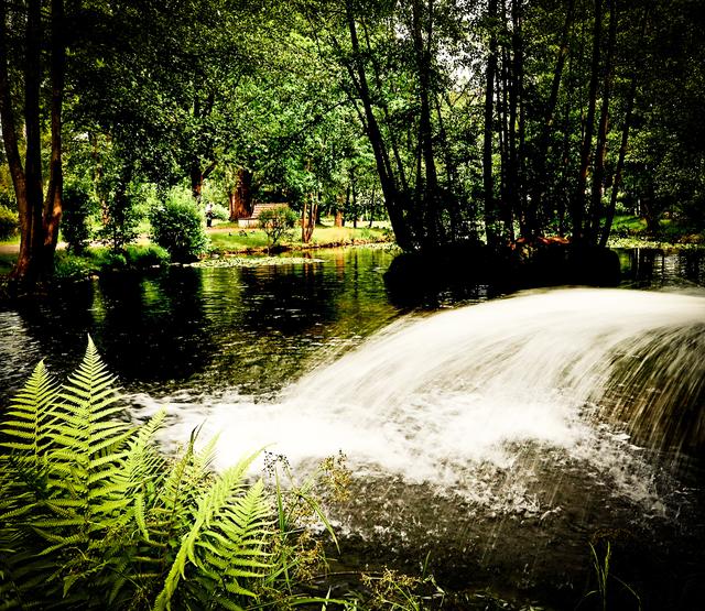 Weilerbacher Entenweiher Juni 2019