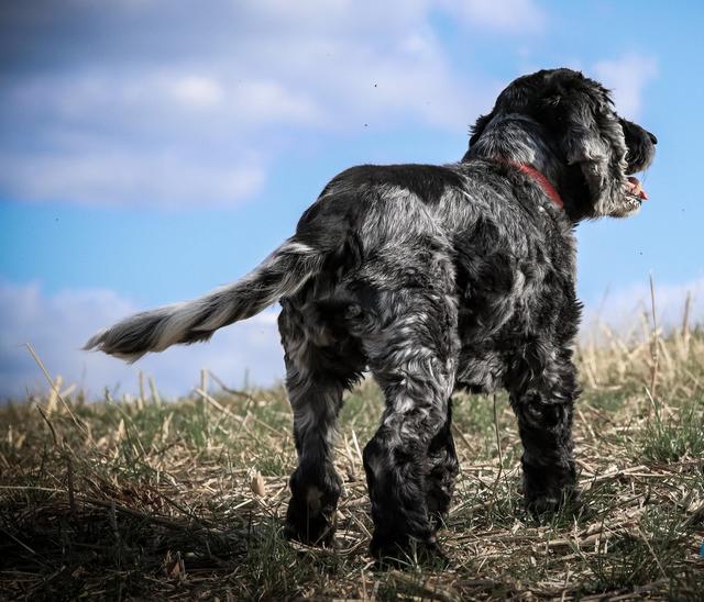 Janosh auf der Sickinger Höhe bei Landstuhl, der Ausblick ist umwerfend / August 2019