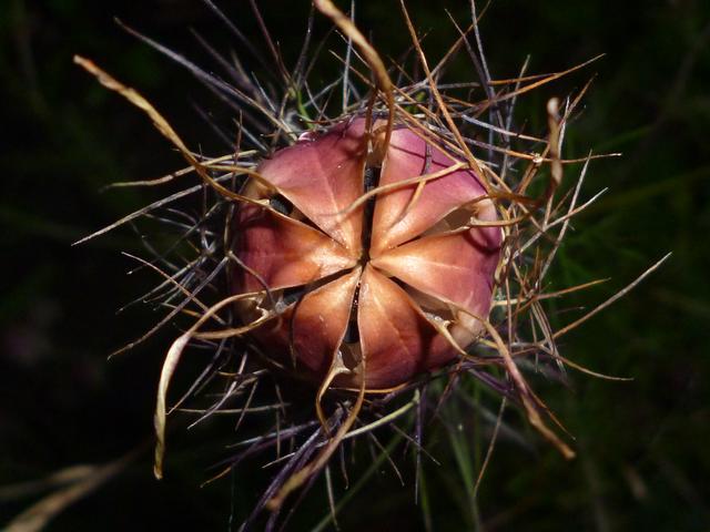 Herbst 