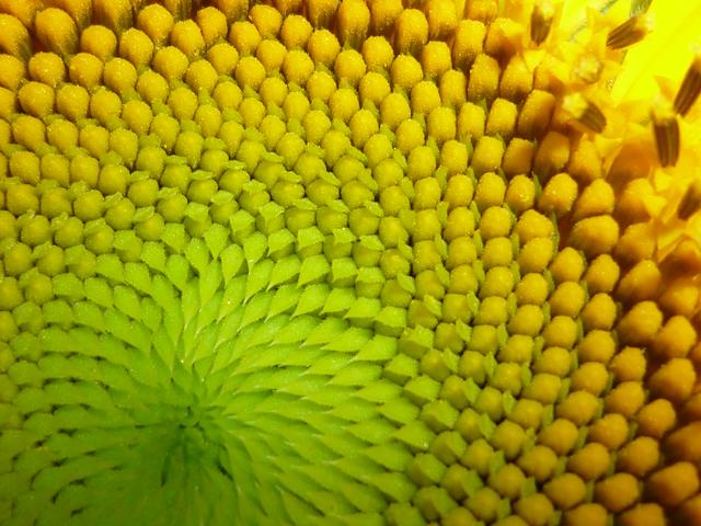 Sonnenblume - Wunder der Schöpfung