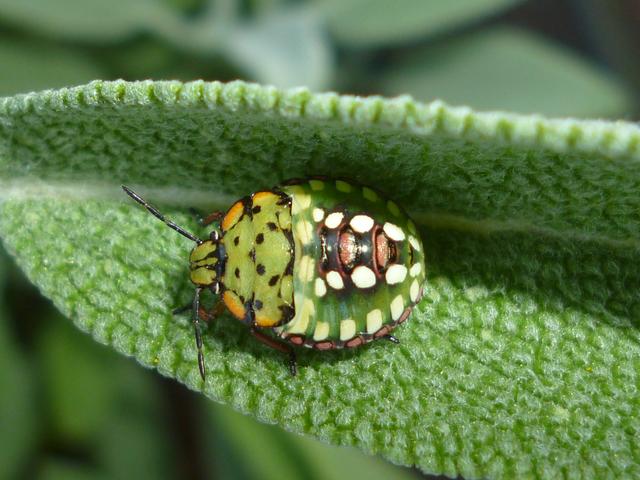 Käfer im Garten