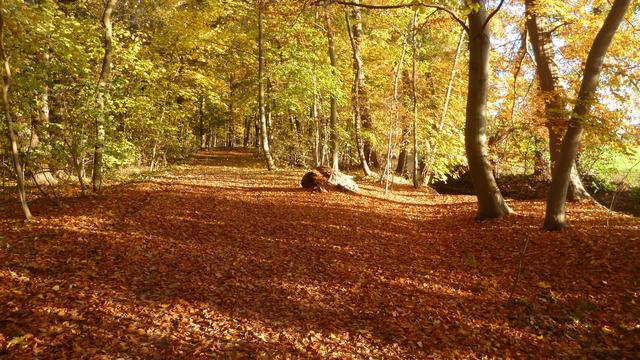 Wanderweg, Nähe Kleine Ebene 2018