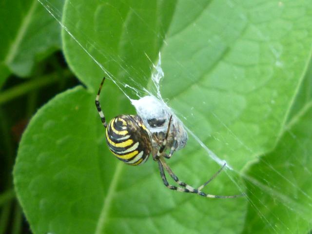 Tigerspinne