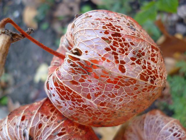 Zierfrucht im Garten