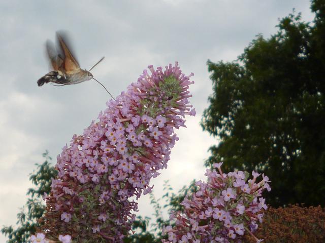 Kolobrifalter am Sommerflieder / Garten