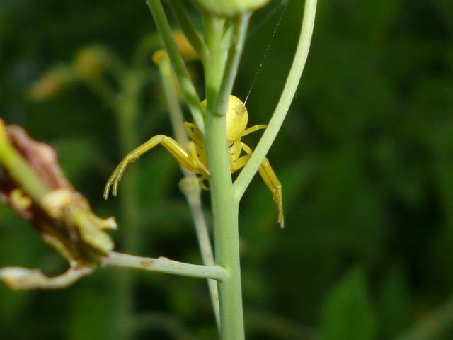 Spinne beim Spinnen