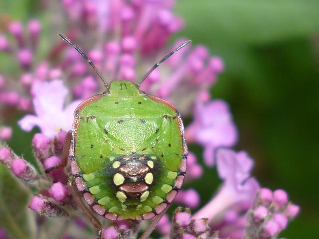 Käfer im Garten