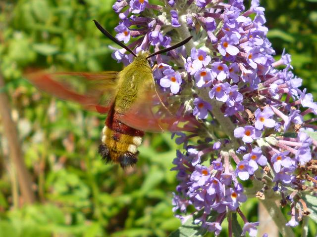 Kolibrifalter im Garten / NW / 2018
