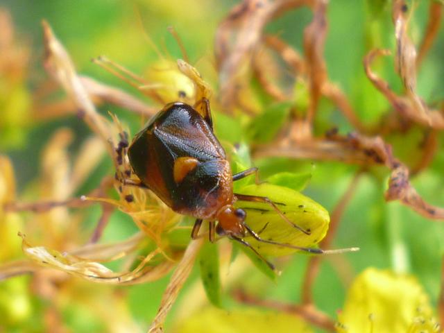 Käfer im Garten / NW / 2019