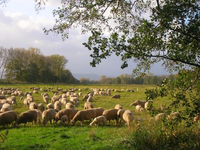 Schafherd am Radweg nach Speyer