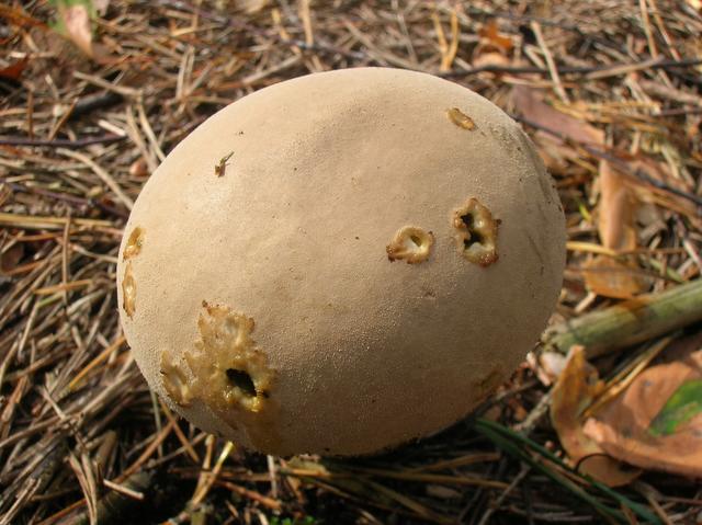 Pilz bei der Vermehrung
