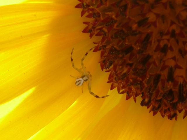 Winzige Spinne auf Sonnenblume