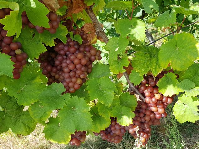 Muskatellertrauben bei Gleiszellen