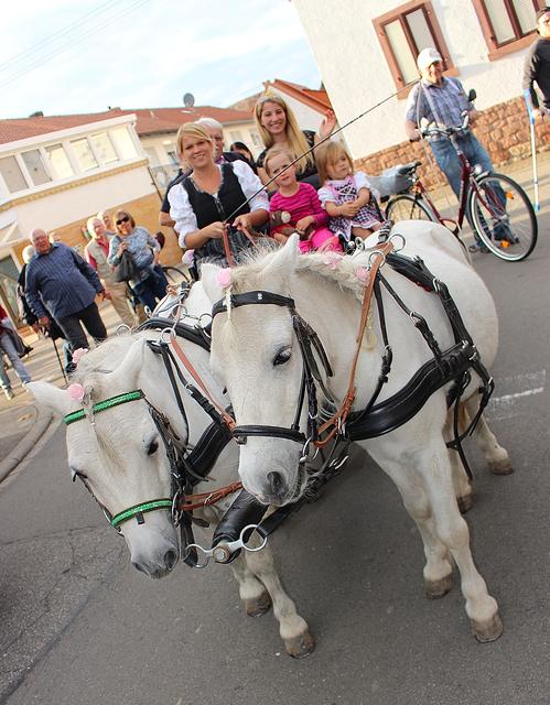 Bürgermeister Helmut Litty und Weiprinzessin Jil Germann werden standesgemäß mit dem Ponygespann der Familie Sauter am Kerweumzug teilnehmen.