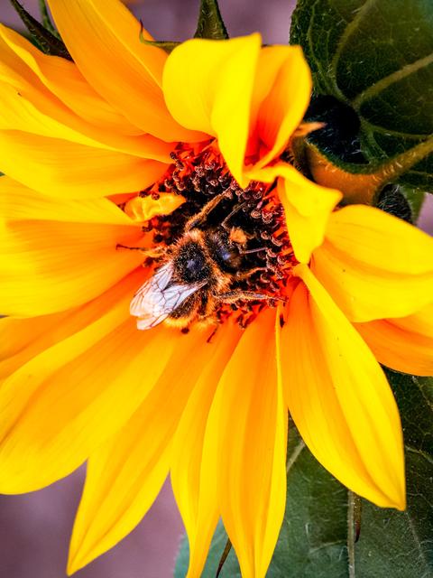 Hummel bei der Arbeit 
fotografiert in Ramstein im Landkreis Kaiserslautern